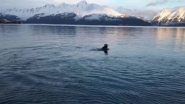 Морські Ссавці Алясці — стокове фото