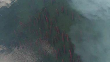 Alaska'da yabani sockeye somon yumurtlamaya hazır