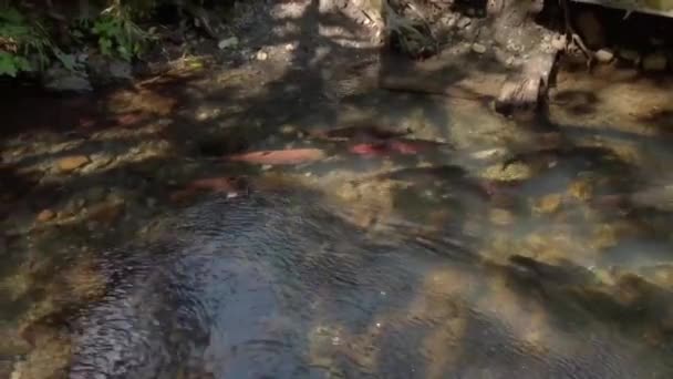 Salmon Streams Alaska — Stock Video