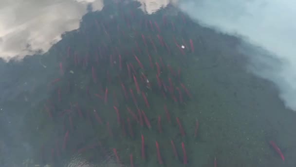 Salmão Sockeye Selvagem Alasca Pronto Para Desovar — Vídeo de Stock