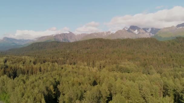 Bald Eagle Komt Een Drone Tijdens Vlucht — Stockvideo