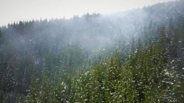 Alaska'dan vahşi doğa manzaraları 