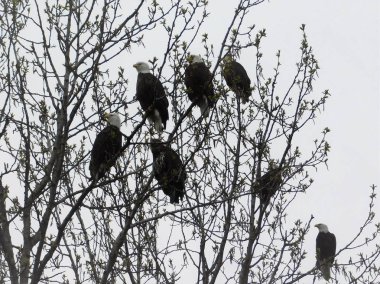 Kel Kartallar Alaska 