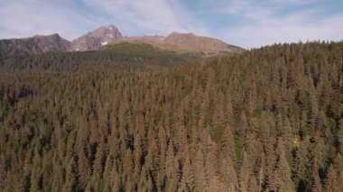 Alaska'dan vahşi doğa manzaraları 