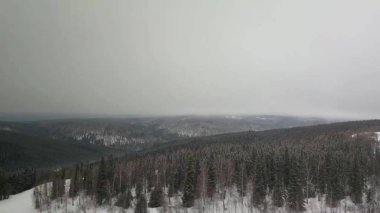 Alaska'dan vahşi doğa manzaraları 