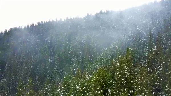 Alaska'dan vahşi doğa manzaraları 