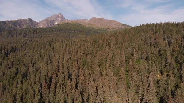 Alaska'dan vahşi doğa manzaraları 