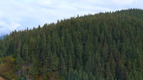 Alaska'dan güzel vahşi doğa ve okyanus manzarası 