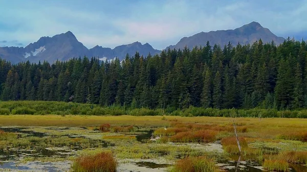 Alaska Swans Wetland — Stock Photo, Image