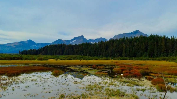 Alaska Svanar Våtmark — Stockfoto