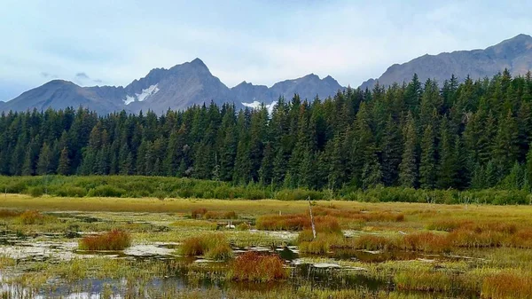 Alaska Svanar Våtmark — Stockfoto