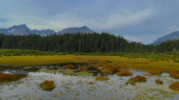 Alaska Svanar Våtmark — Stockfoto