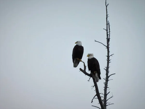 Balf Eagles Alaska Flying Eating Fighting Doing What Eagles — Stock Photo, Image