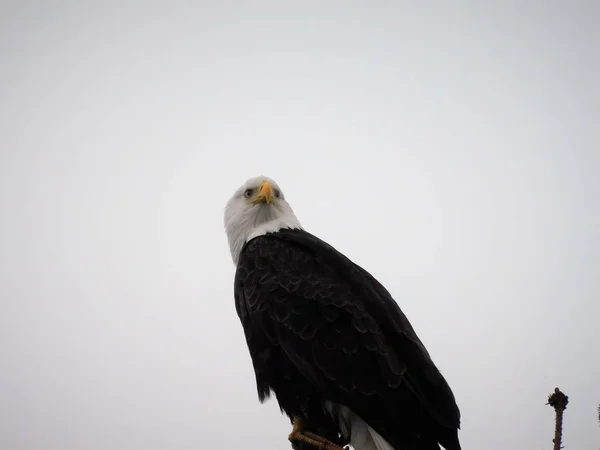 Balf Adler Alaska Fliegen Essen Kämpfen Und Tun Adler Tun — Stockfoto