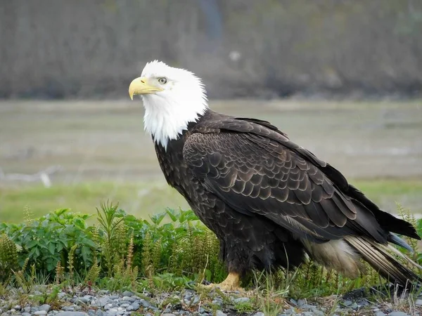 Balf Eagles Alaska Flying Eating Fighting Doing What Eagles — Stock Photo, Image