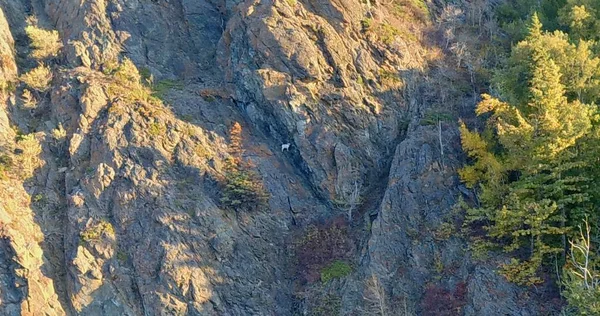 Alaska'da kayalıklarda vahşi koyun 