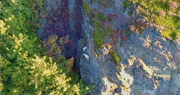 アラスカの崖の上の野生の羊 — ストック写真