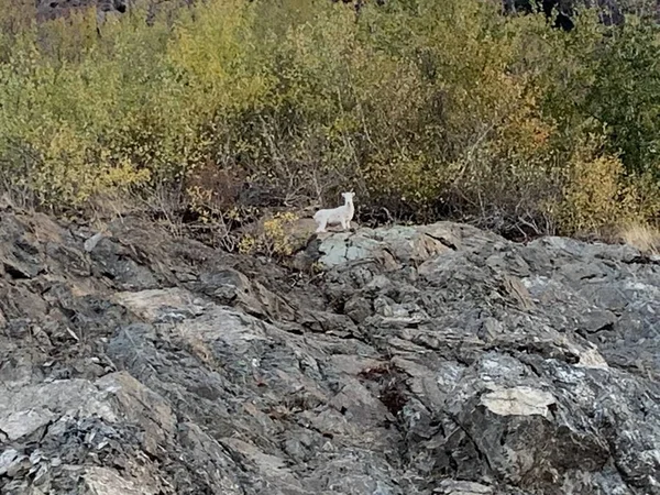 Alaska Kayalıklarda Vahşi Koyun — Stok fotoğraf