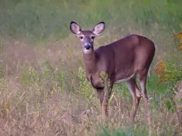 White Tail Deer Upstate New York — Stockfoto