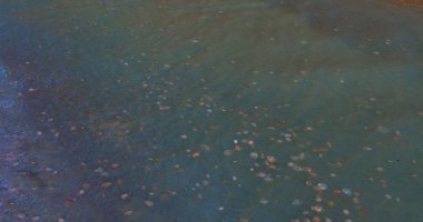 Alaska 'da denizanası 