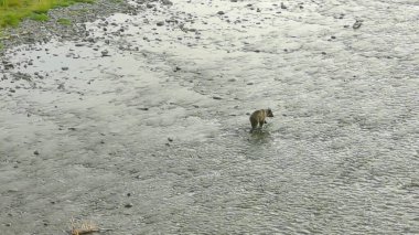 Alaska 'da yaz boz ayıları