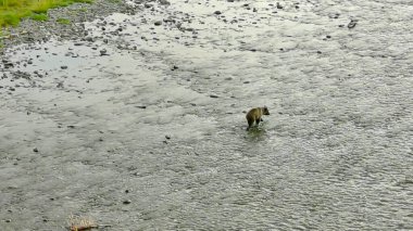 Alaska 'da yaz boz ayıları