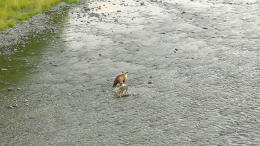 Alaska 'da yaz boz ayıları