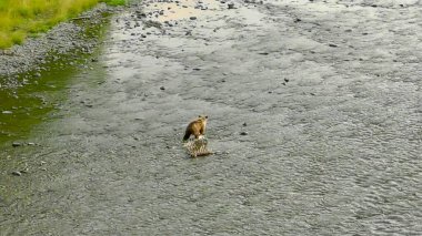 Alaska 'da yaz boz ayıları
