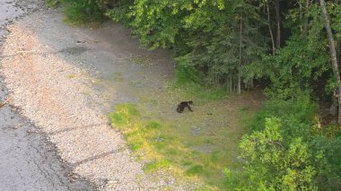 Alaska 'da yaz boz ayıları