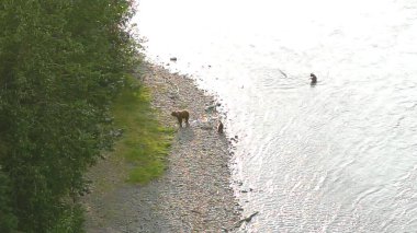 Alaska 'da yaz boz ayıları