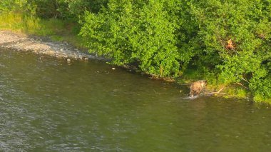 Alaska 'da yaz boz ayıları