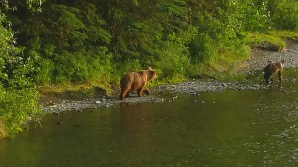 Zomer Grizzly Beren Alaska — Stockfoto