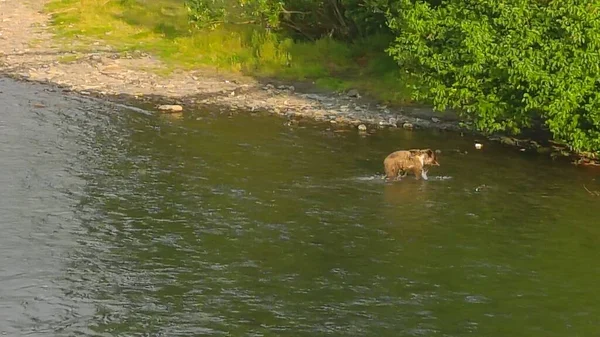 Sommer Grizzly Bären Alaska — Stockfoto