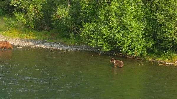 Sommer Grizzly Bären Alaska — Stockfoto