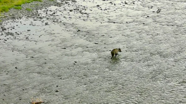 Alaska 'da yaz boz ayıları