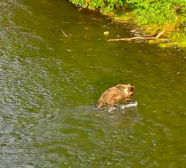 Sommar Grizzlybjörnar Alaska — Stockfoto