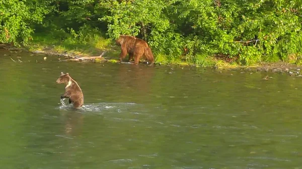 Sommer Grizzly Bären Alaska — Stockfoto