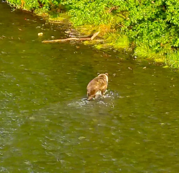 Sommer Grizzly Bären Alaska — Stockfoto