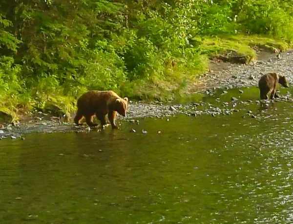 Sommer Grizzly Bären Alaska — Stockfoto
