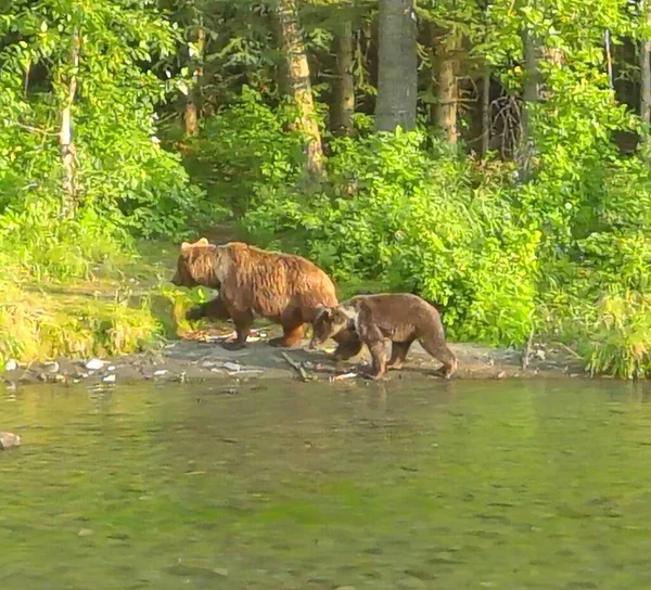 Zomer Grizzly Beren Alaska — Stockfoto