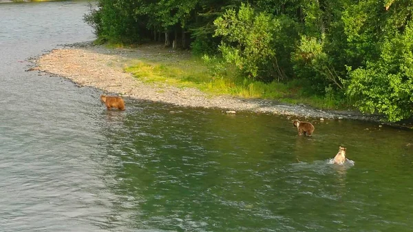 Sommer Grizzly Bären Alaska — Stockfoto