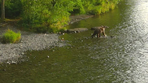 Letní Medvědi Grizzly Aljašce — Stock fotografie