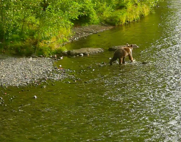 Sommer Grizzly Bären Alaska — Stockfoto