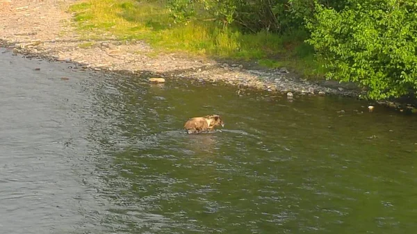 Sommer Grizzly Bären Alaska — Stockfoto