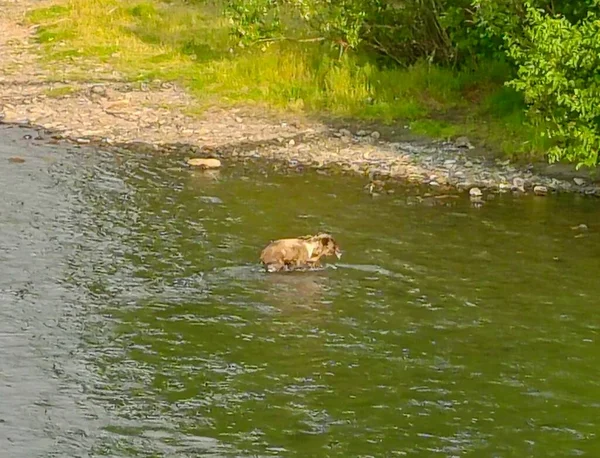 Sommer Grizzly Bären Alaska — Stockfoto