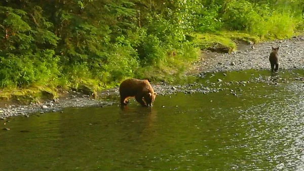 Sommer Grizzly Bären Alaska — Stockfoto