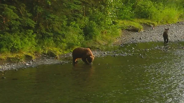 Orsi Grizzly Estivi Alaska — Foto Stock