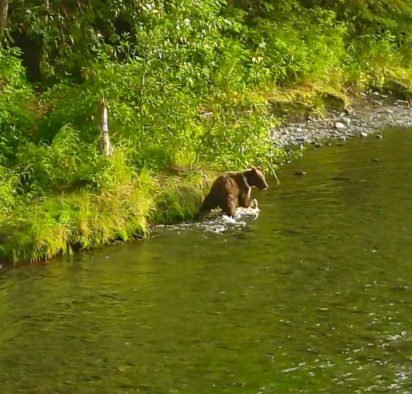 Summer Grizzly Bears Alaska — Stock Photo, Image