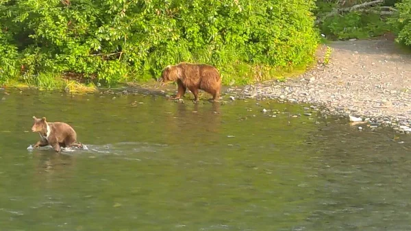 Orsi Grizzly Estivi Alaska — Foto Stock