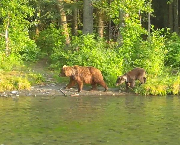 Zomer Grizzly Beren Alaska — Stockfoto